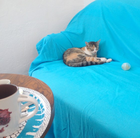 cafe-cats-salon-the-antibes-ronrontherapie