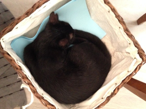 cafe-cats-salon-the-antibes-ronrontherapie