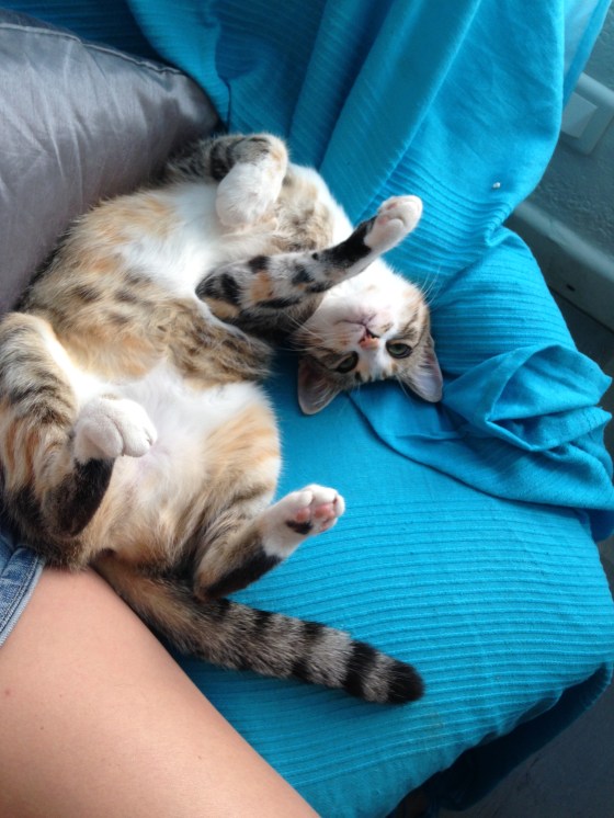 cafe-cats-salon-the-antibes-ronrontherapie