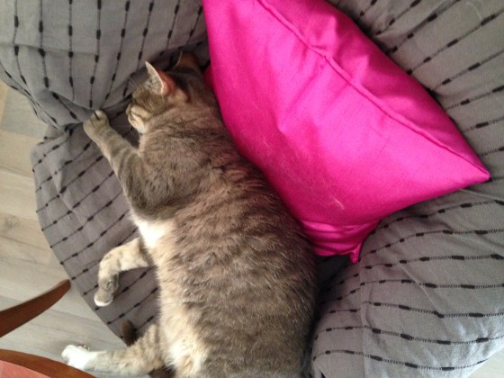 cafe-cats-salon-the-antibes-ronrontherapie